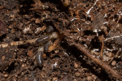 Termitinae