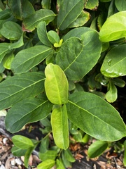 Magnoliopsida