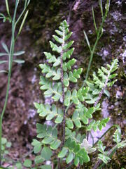 Paragymnopteris marantae marantae