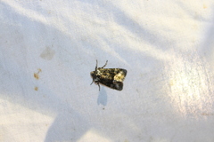 Lacinipolia olivacea