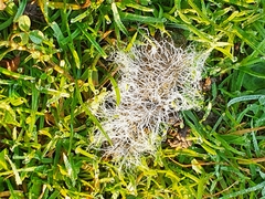 Cladonia rangiferina