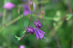 Aquilegia vulgaris