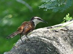 Campylorhynchus chiapensis
