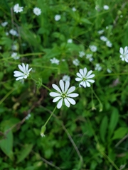 Stellaria chilensis