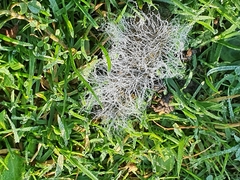 Cladonia rangiferina