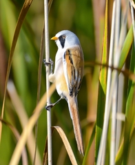 Panurus biarmicus