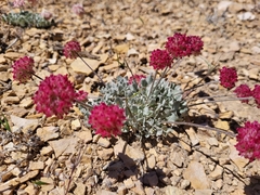 Eriogonum ovalifolium