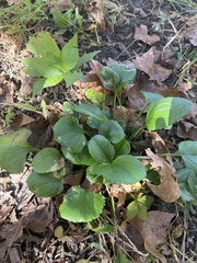 Packera obovata
