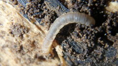 Blaniulus guttulatus