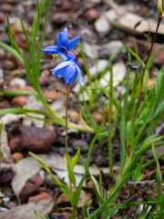 Stypandra glauca