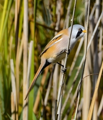 Panurus biarmicus