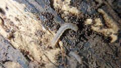 Blaniulus guttulatus