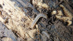 Blaniulus guttulatus