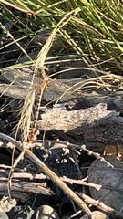Erpetogomphus compositus