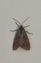 Dysauxes famula