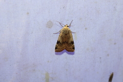 Cryptocala acadiensis