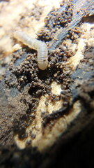 Blaniulus guttulatus