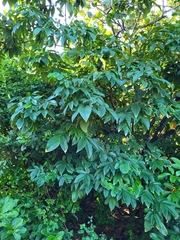 Lonchocarpus