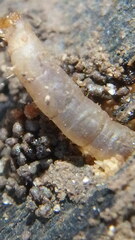 Blaniulus guttulatus