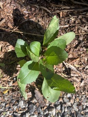 Leucanthemum maximum