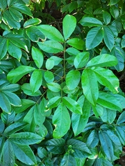 Lonchocarpus