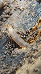 Blaniulus guttulatus