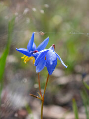 Stypandra glauca