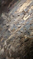 Blaniulus guttulatus