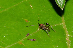 Semaeomyia