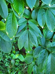 Lonchocarpus