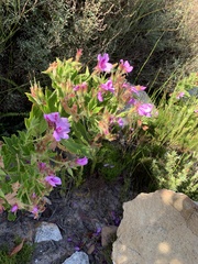 Pelargonium cucullatum