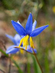 Stypandra glauca