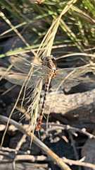 Erpetogomphus compositus