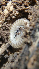 Blaniulus guttulatus