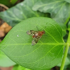 Chrysopilus