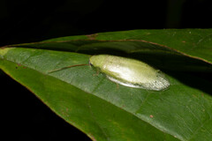 Panchlora