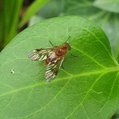 Chrysopilus