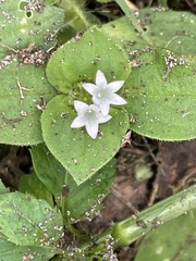 Richardia brasiliensis