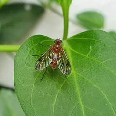 Chrysopilus