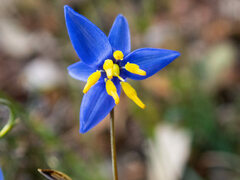Stypandra glauca