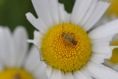 Brachycoleus pilicornis