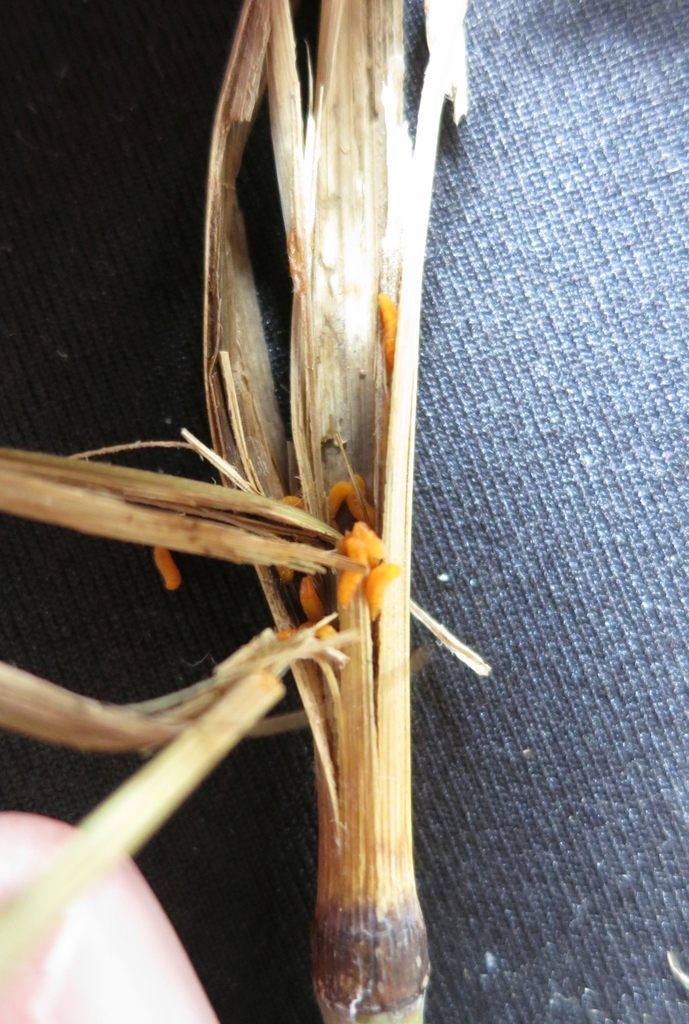 Lasioptera calamagrostidis