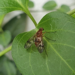 Chrysopilus