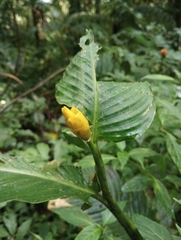 Goeppertia marantifolia