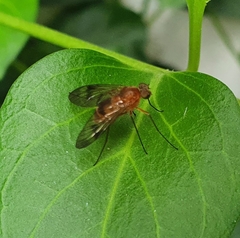 Chrysopilus