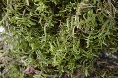 Bryophyta