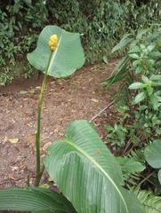 Goeppertia marantifolia