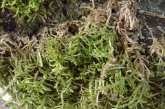 Bryophyta