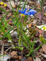 Stypandra glauca