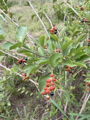 Citharexylum berlandieri